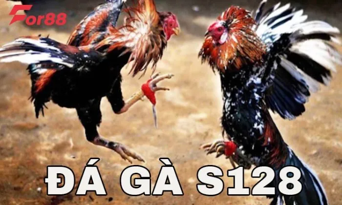 S128 đá gà For88 Bí quyết luôn thắng khi cá cược đá gà S128